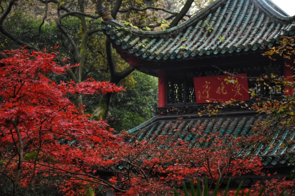 秋日漸紅,一眼就愛上的國內四大賞楓勝地 秋日漸紅,一眼就愛上的國內四大賞楓勝地