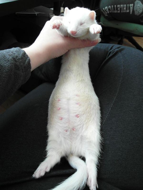 16張動物懷孕的照片,表明懷孕會增加所有動物的魅力 16張動物懷孕的照片,表明懷孕會增加所有動物的魅力