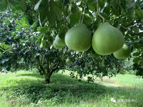 泰國超好吃的紅寶石柚子，為什麼被稱為“極品”？