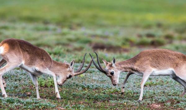 今天是國際珍稀動物保護日，快來認識一下這些小可愛