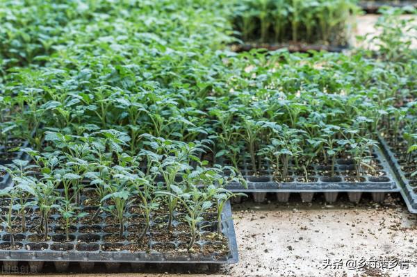 哪些蔬菜一畝地能收入兩萬以上?還真就挺多,分享我種過的幾種 哪些蔬菜一畝地能收入兩萬以上?還真就挺多,分享我種過的幾種