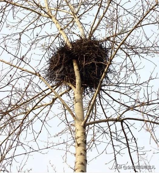 分享——鳥類築巢