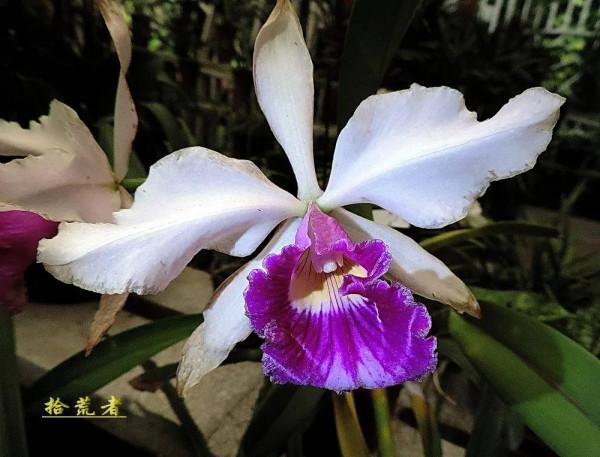 卡特蘭，雍容華麗，嬌豔多姿。譽稱&OpenCurlyDoubleQuote;洋蘭之王&rdquo;