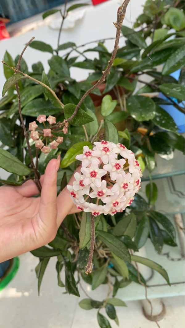 沒光也能開花的4種植物，花香濃郁寓意好，冬天養正合適