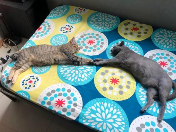 那些擁有太陽般氣質的動物們,看它們一眼就能讓你開心一整天 那些擁有太陽般氣質的動物們,看它們一眼就能讓你開心一整天