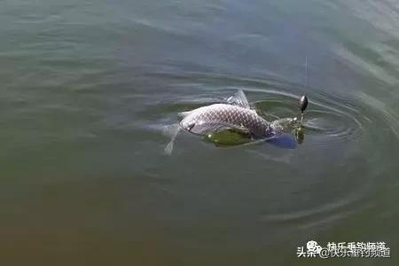 臘八釣鯽應變全攻略，就看這篇