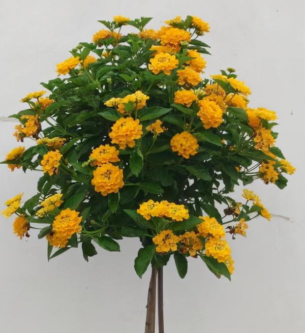 可養成“棒棒糖”的三種花，花期長花朵多造型美，養眼大氣不平庸