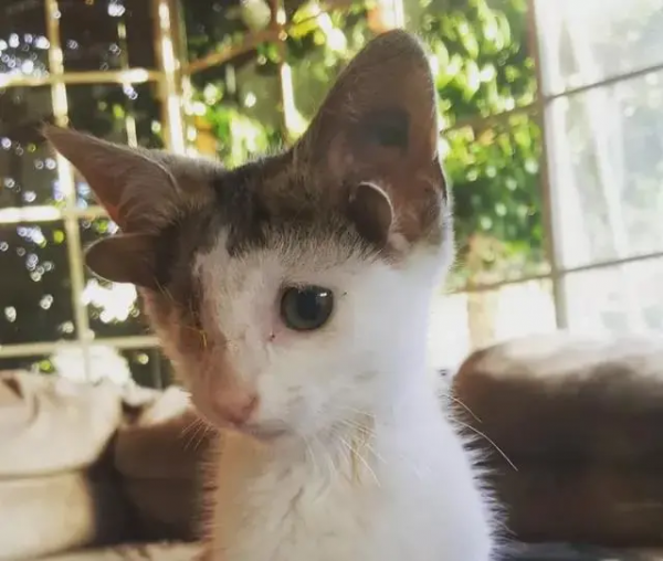 鏟屎官只想領養一隻小貓咪，卻一不小心，領回了一隻全球限量款