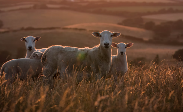反敗為勝，敢於打逆風局的星座，富有忍耐力，有才華、有謀略