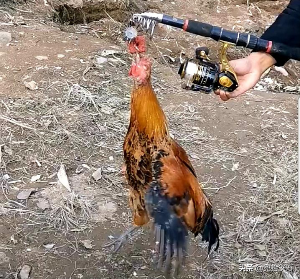 四川一男子水庫裡野釣，魚一條沒有卻意外收穫了一隻雞，咋回事？