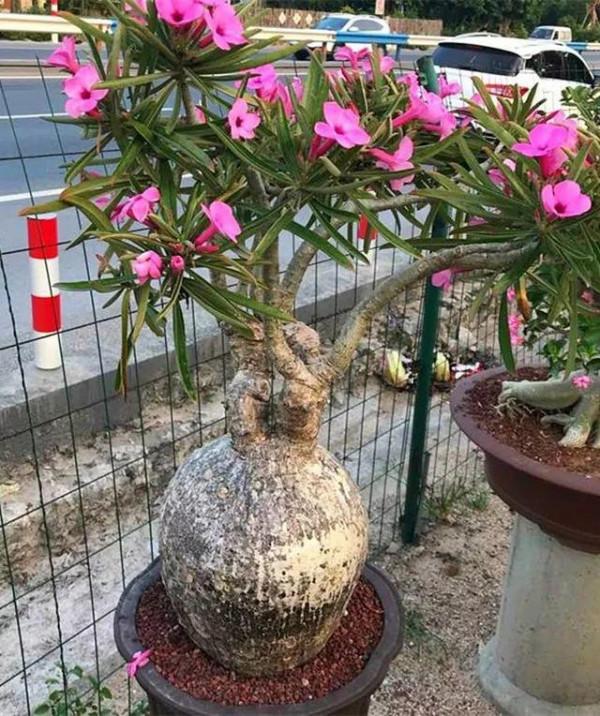 容易因多澆水而死的“10種花”，想要養好，管住手，少澆水