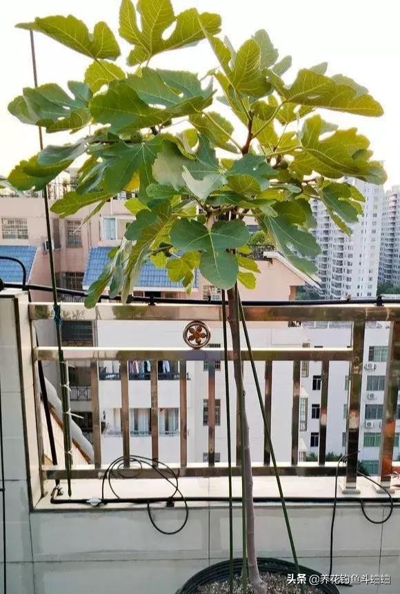 陽臺也能養無花果，注意這三點，蹭蹭冒芽，咕嚕咕嚕結碩果
