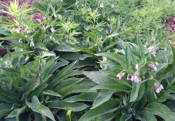 畝產30噸，種1次管15年，號稱“飼草之王”的俄羅斯飼料菜能種嗎