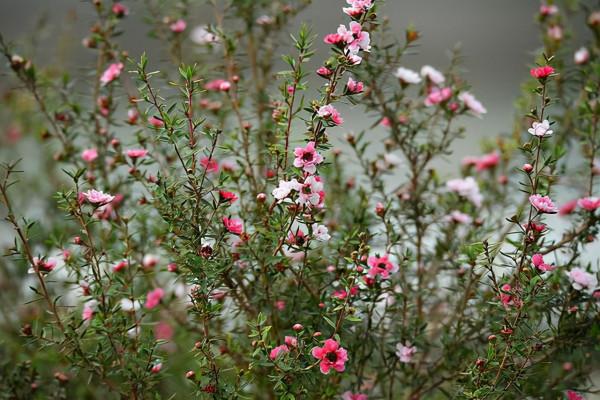馬上就要過年了,還在為買什麼年宵花發愁嗎?推薦36種供你參考 馬上就要過年了,還在為買什麼年宵花發愁嗎?推薦36種供你參考
