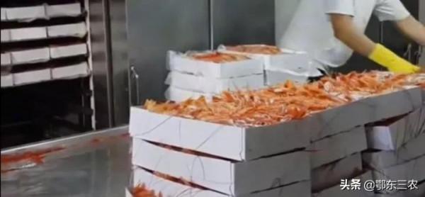 漁民在大海捕撈,下一次海能撈100多噸魚蝦上船立即冰凍,真賺錢 漁民在大海捕撈,下一次海能撈100多噸魚蝦上船立即冰凍,真賺錢