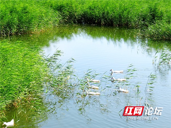 新疆地廣人稀,生活滋潤,有水的地方賽過江南 新疆地廣人稀,生活滋潤,有水的地方賽過江南