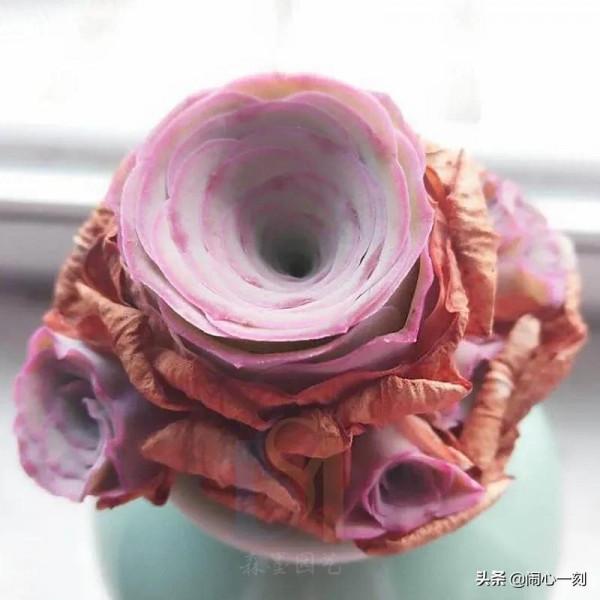 分享&mdash;&mdash;玫瑰多肉