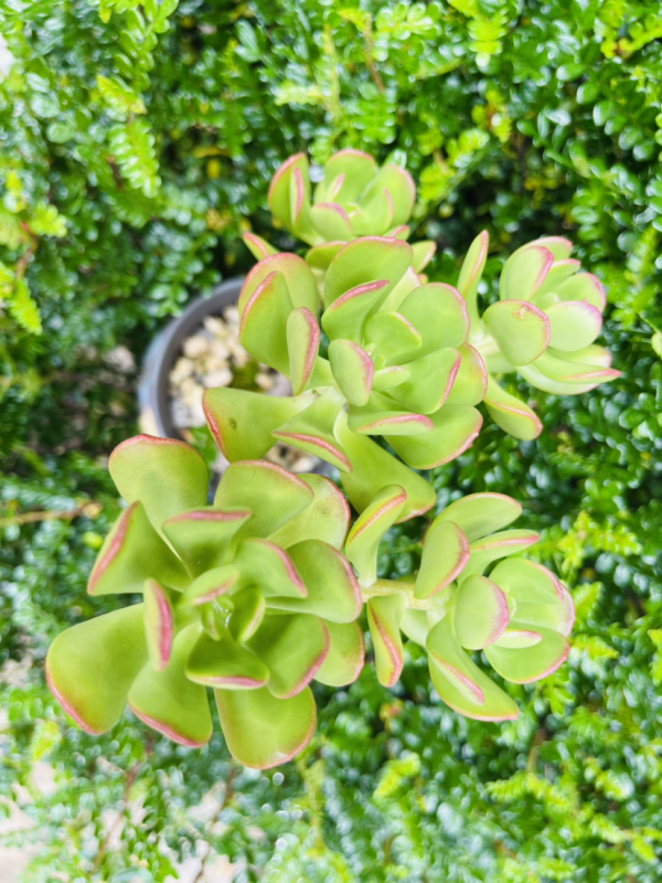4種花不能淋雨，一淋就黑腐爛根，最後只剩個空盆