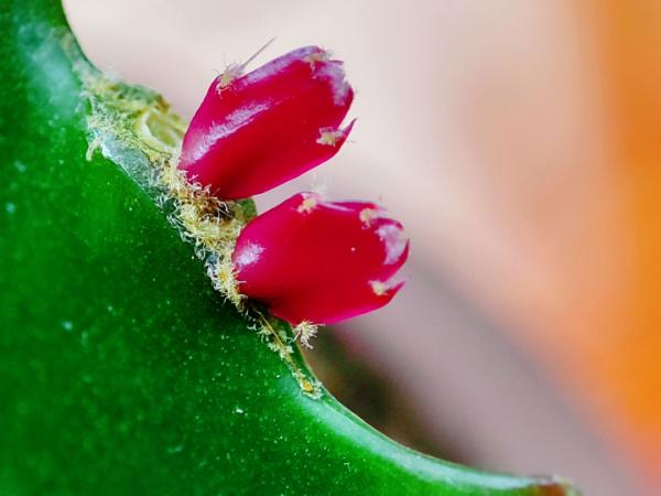 入秋一盆水，休眠的花“醒了”，猛長大花苞