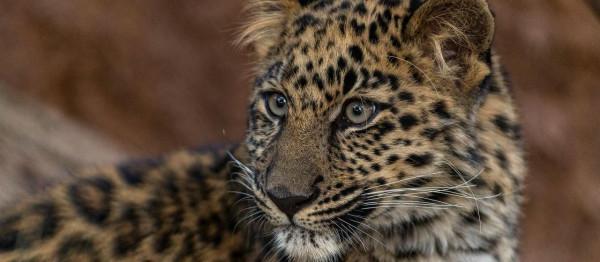 聖地亞哥動物園——南加利福尼亞的必看之處