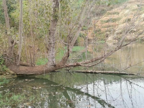 撿板栗不忘板鯽，入水口、倒樹旁真的是天然魚窩