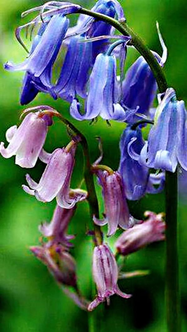 美麗的藍鈴花