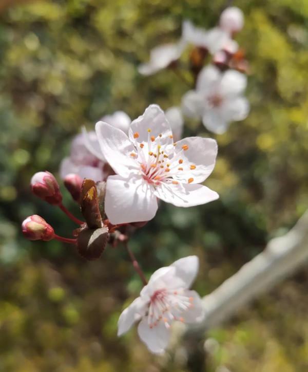風和日麗，花花世界最是動人（原創）