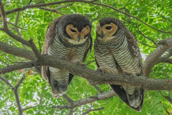 舉報！這對&OpenCurlyDoubleQuote;鳥人&rdquo;在新加坡公園公然&OpenCurlyDoubleQuote;虐狗&rdquo;，恩愛秀的甜過啦