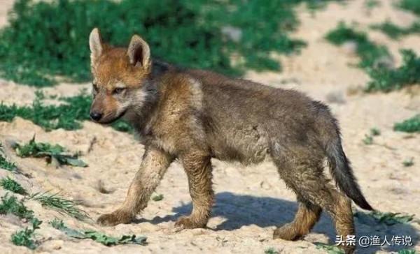 知青故事:上山放羊救了一隻狼崽,五年後回城狼群追著驢車送他們 知青故事:上山放羊救了一隻狼崽,五年後回城狼群追著驢車送他們