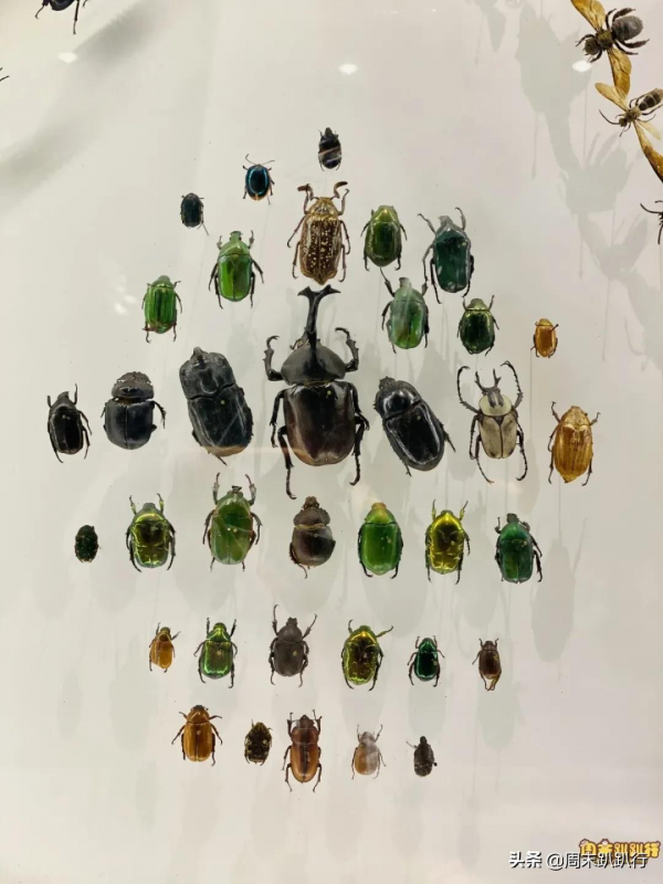 親子打卡!科學探索,細菌好有趣啊,參觀1000+件標本 親子打卡!科學探索,細菌好有趣啊,參觀1000+件標本