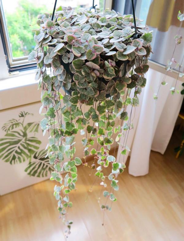 人養花,花亦養人!10種小盆栽,晚上不爭氧,適合養臥室 人養花,花亦養人!10種小盆栽,晚上不爭氧,適合養臥室