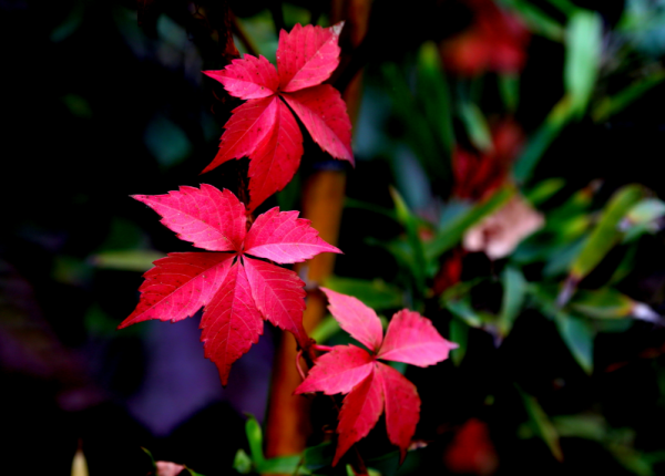 誰言霜葉不如花，​十二首有關霜葉的詩詞，看霜葉，悟人生