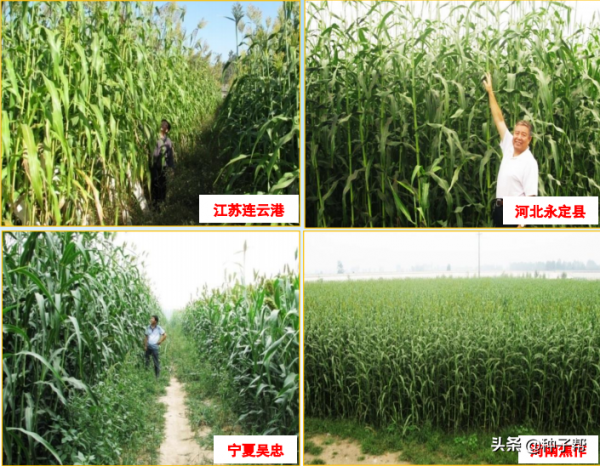 好訊息,中科院又出牧草新品種了,C9巨型甜高粱,能長6.5米 好訊息,中科院又出牧草新品種了,C9巨型甜高粱,能長6.5米