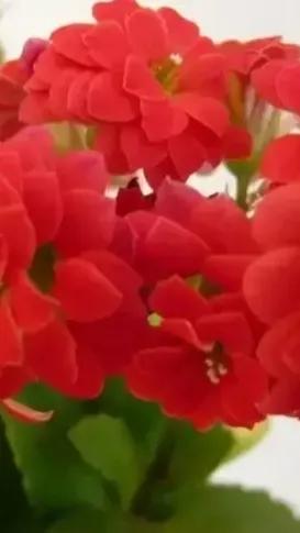 養盆長壽花送給爸和媽