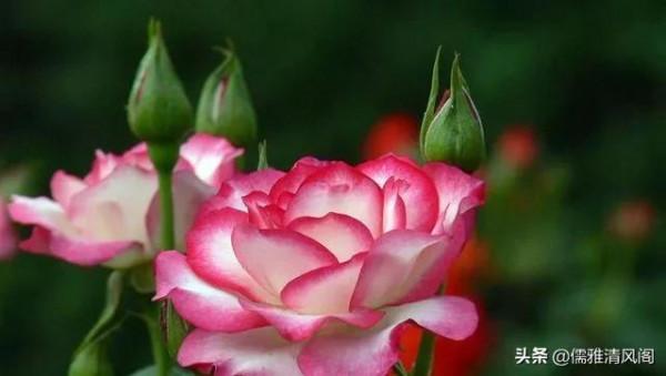 民間故事:買娘 民間故事:買娘