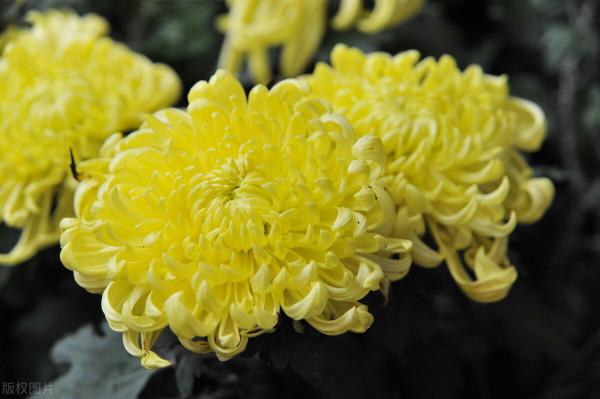 花草三不送,送了變仇人,不可否認,老祖宗說的話,真的有道理 花草三不送,送了變仇人,不可否認,老祖宗說的話,真的有道理