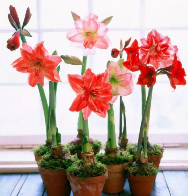 喜歡“小盆”的12種花，幹養多曬，擠著養，枝葉翠綠花大如碗