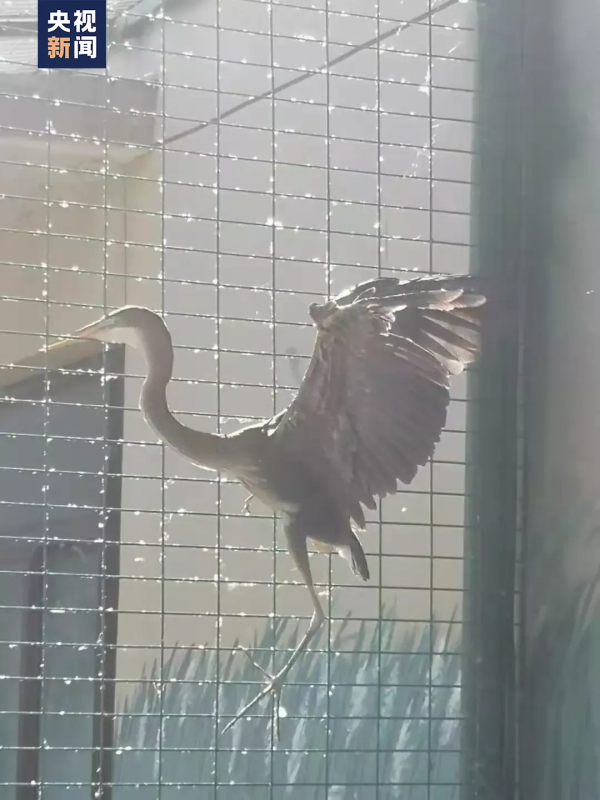 這隻天鵝成“團寵”，背後故事太有愛