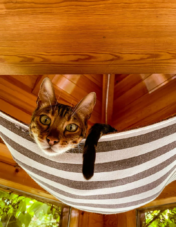 貓館長的業餘生活，大公開