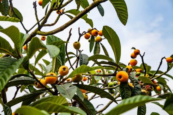 西瓜香瓜桃子枇杷獼猴桃，|| 是瓜果飄香的豔洲