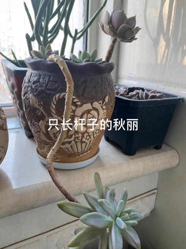 時隔一年，有幾顆小肉肉變成一片肉林，對你的愛，怎麼就愛不完呢