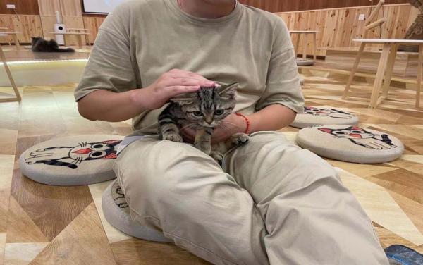 我們體驗了貓咖，發現並不掙錢