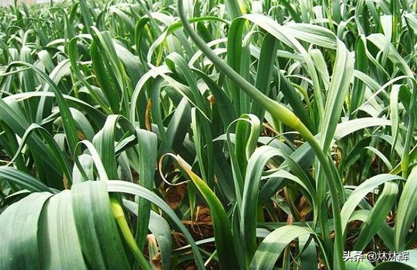 正當冬季，室內也可以種植蒜薹，其實挺簡單