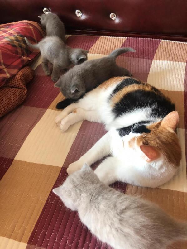 每一個流浪貓都可能是上天賜給你的禮物