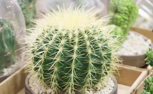 6種耐旱花,一個月不澆水也能活,適合新手 6種耐旱花,一個月不澆水也能活,適合新手