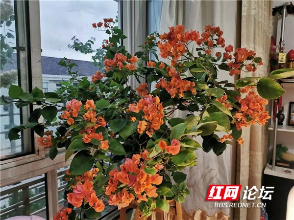 最美陽臺丨來吧展示！這大概就是大家喜歡來我家的原因……