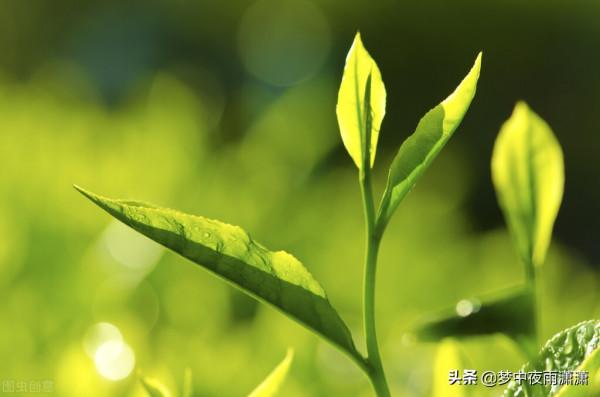 天命難違,雙子座 天命難違,雙子座