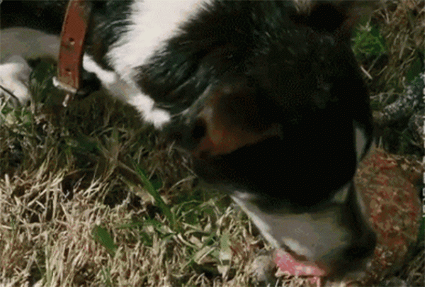 狗舔蟾蜍貓吃薄荷,動物們奇怪的“上癮”行為,究竟是怎麼回事? 狗舔蟾蜍貓吃薄荷,動物們奇怪的“上癮”行為,究竟是怎麼回事?