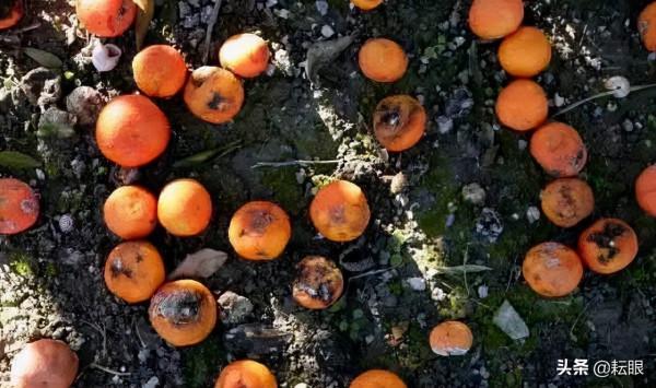 果實蠅來勢洶洶 這幾招讓它“插翅難逃”，有效預防落果