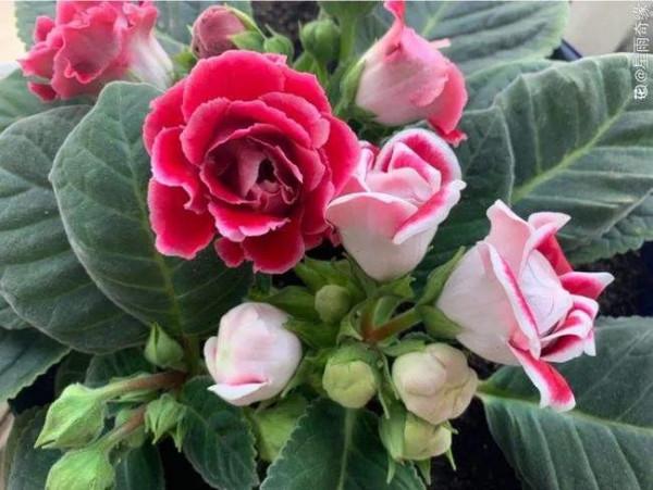 花豔吉利貴氣的八種富貴花